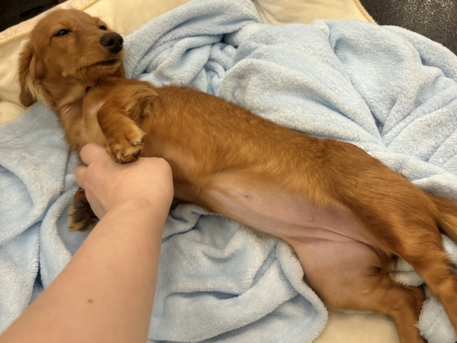 ミニチュアダックス