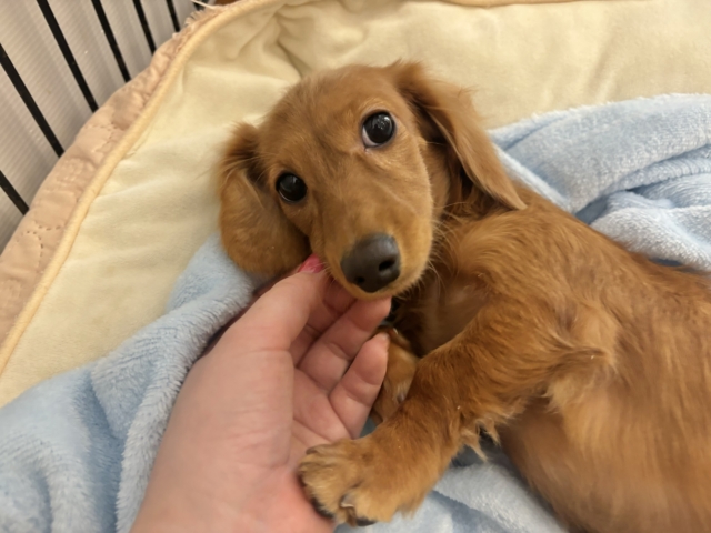 ミニチュアダックス