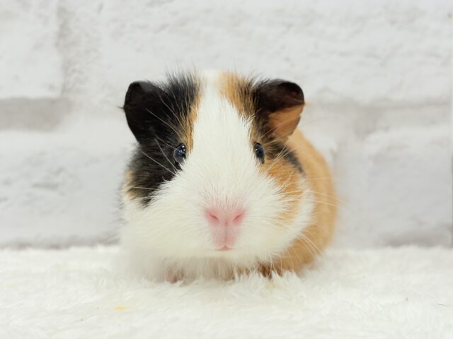 イングリッシュモルモット