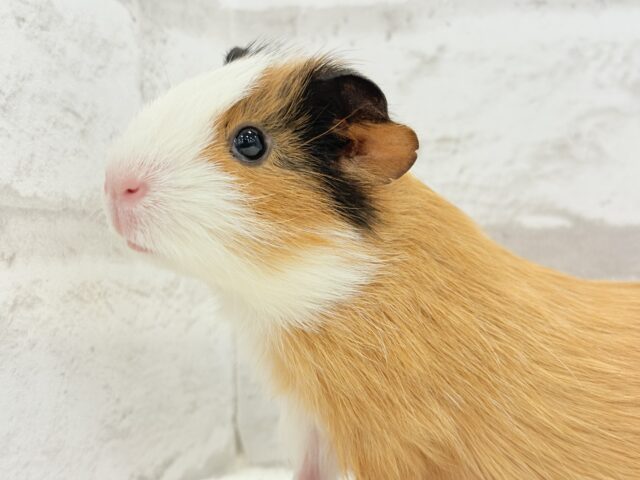 イングリッシュモルモット