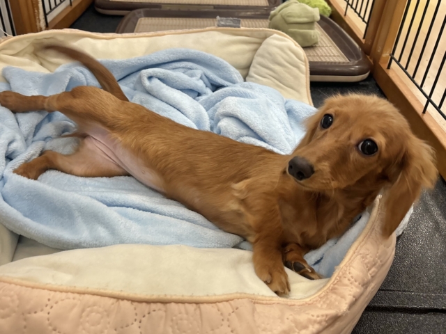 ミニチュアダックス