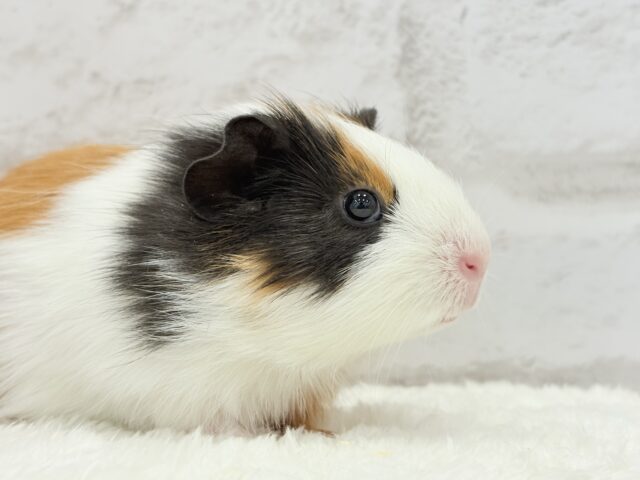 イングリッシュモルモット