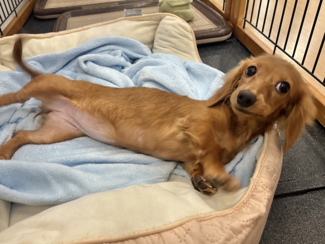 ミニチュアダックス