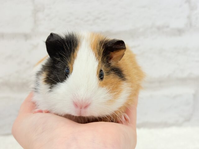 イングリッシュモルモット