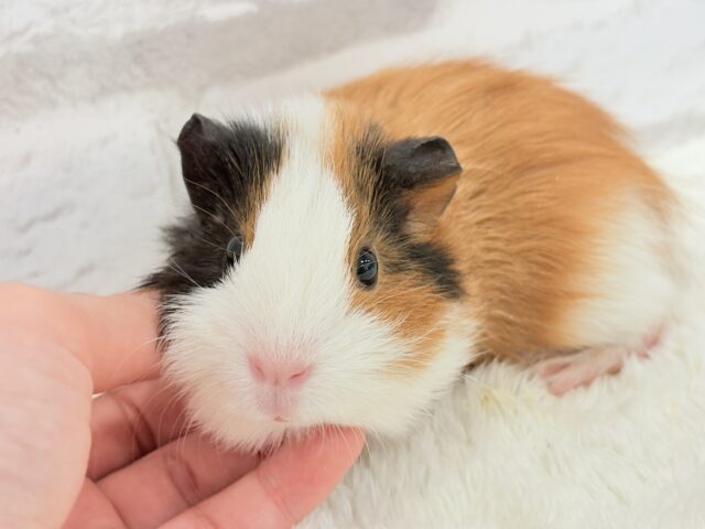 イングリッシュモルモット