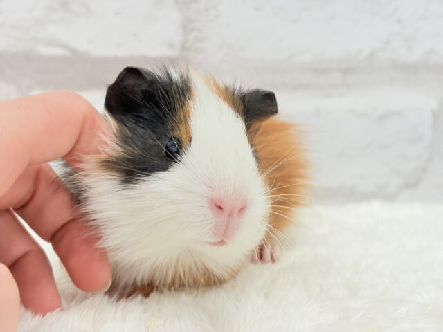 イングリッシュモルモット