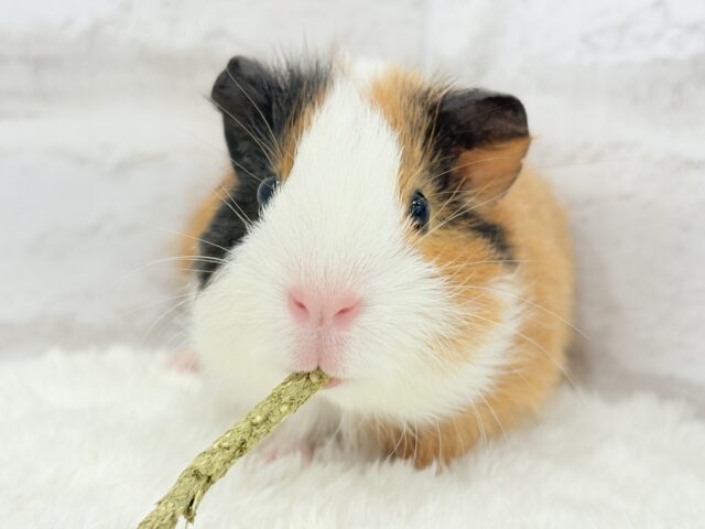 イングリッシュモルモット