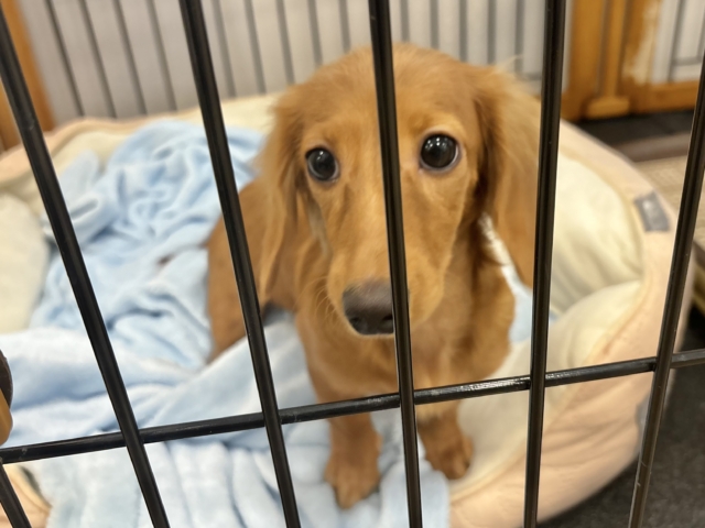 ミニチュアダックス