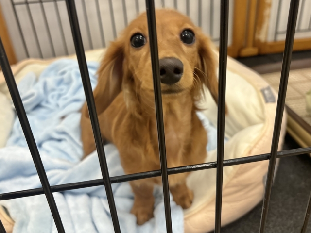 ミニチュアダックス