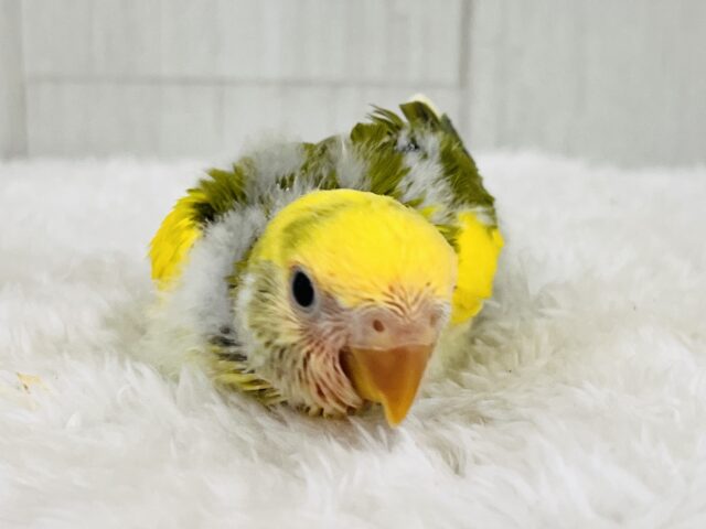 コザクラインコ（小桜インコ）