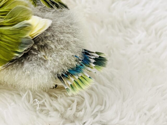 コザクラインコ（小桜インコ）