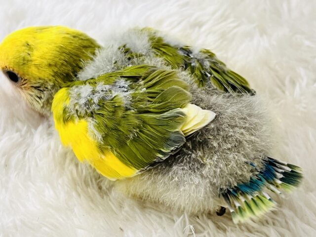 コザクラインコ（小桜インコ）