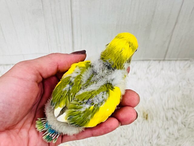 コザクラインコ（小桜インコ）