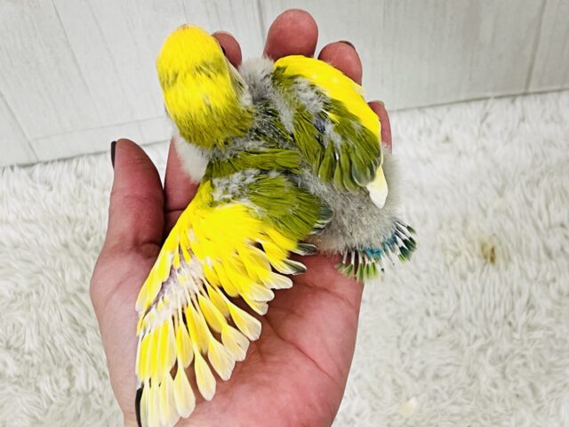 コザクラインコ（小桜インコ）