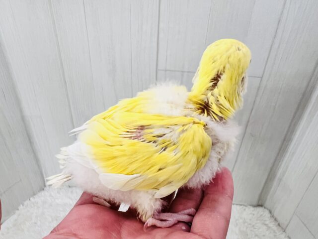 コザクラインコ（小桜インコ）