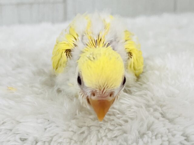 コザクラインコ（小桜インコ）