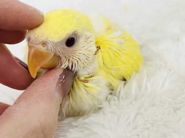 コザクラインコ（小桜インコ）