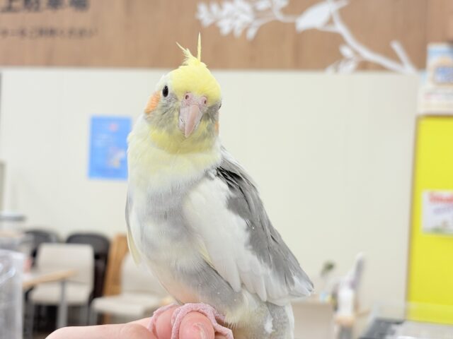 オカメインコ