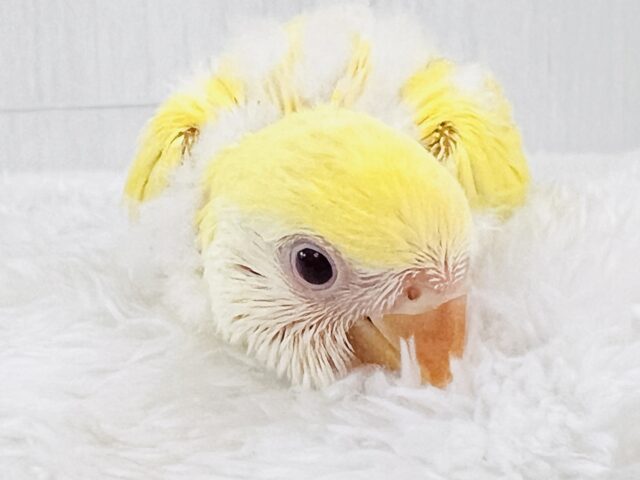 コザクラインコ（小桜インコ）