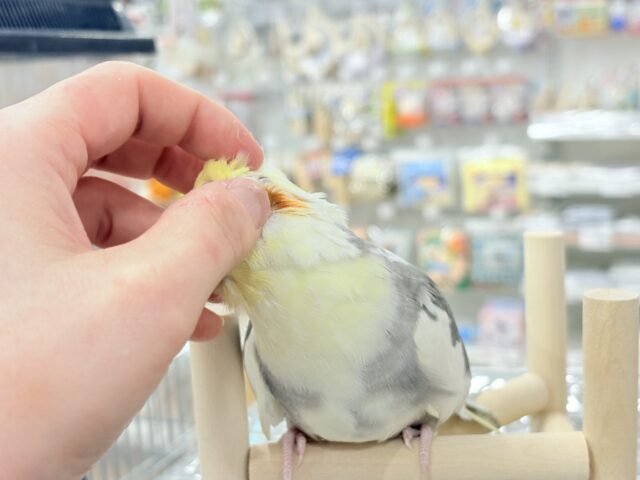 オカメインコ
