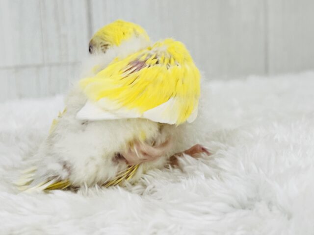 コザクラインコ（小桜インコ）