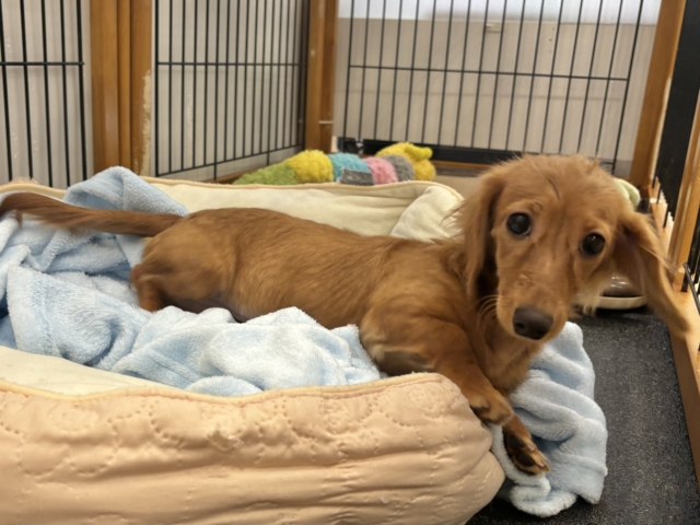 ミニチュアダックス