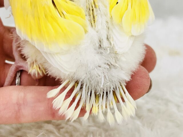 コザクラインコ（小桜インコ）