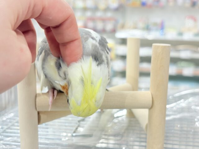 オカメインコ