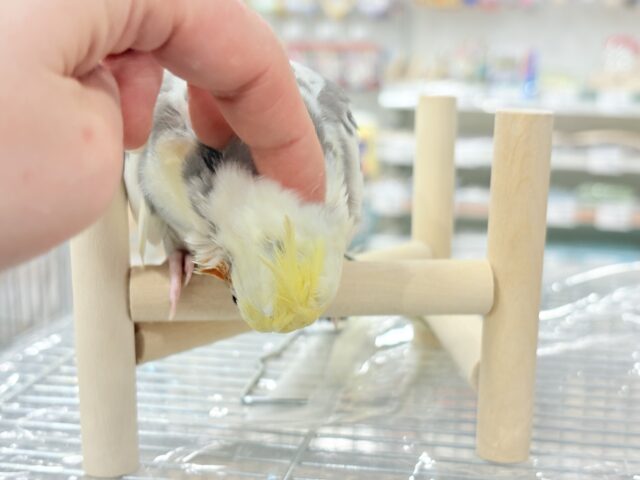 オカメインコ