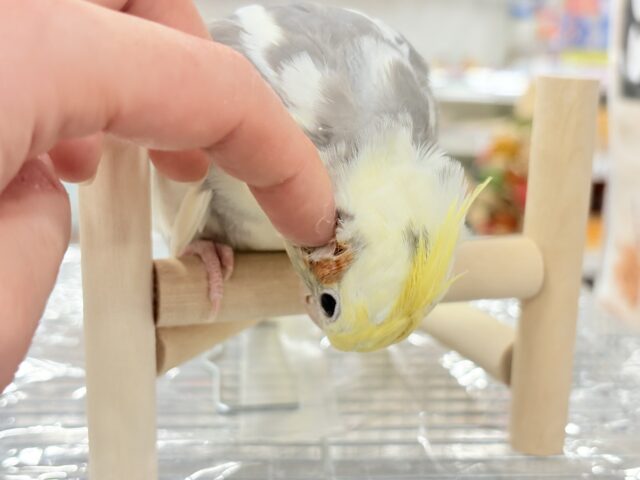 オカメインコ