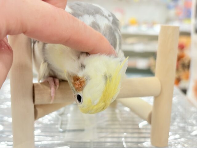 オカメインコ
