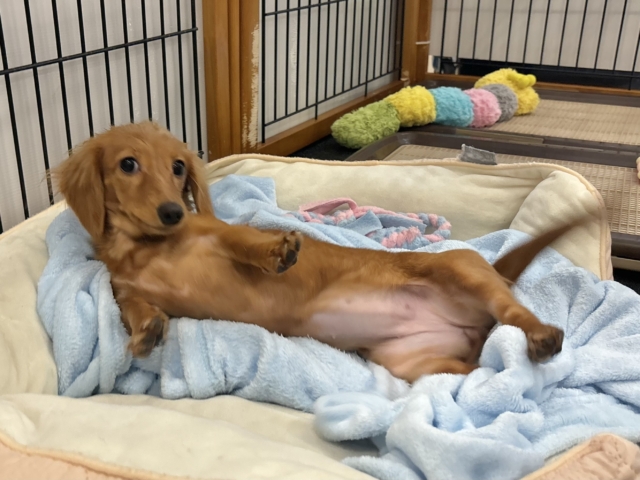 ミニチュアダックス