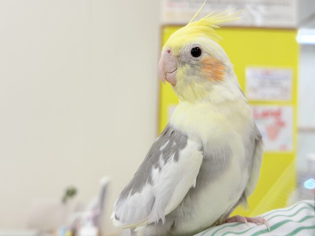 オカメインコ