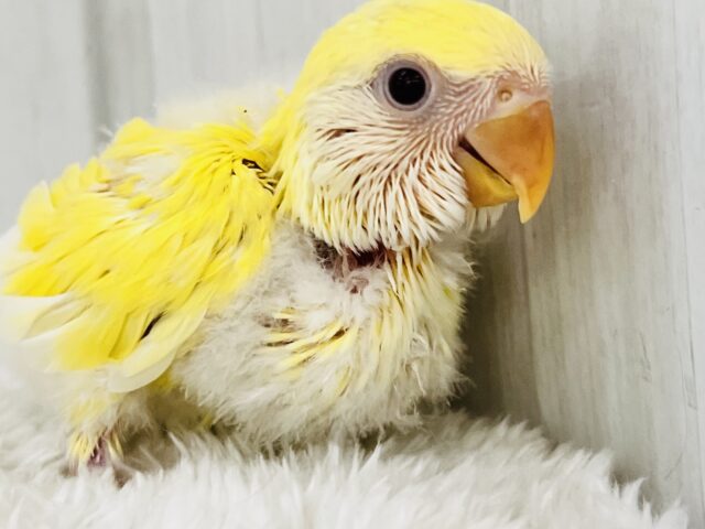 コザクラインコ（小桜インコ）