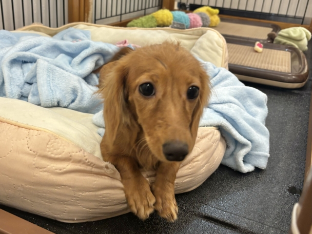 ミニチュアダックス