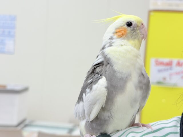 オカメインコ