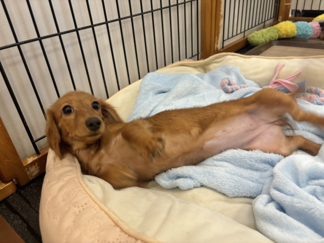 ミニチュアダックス