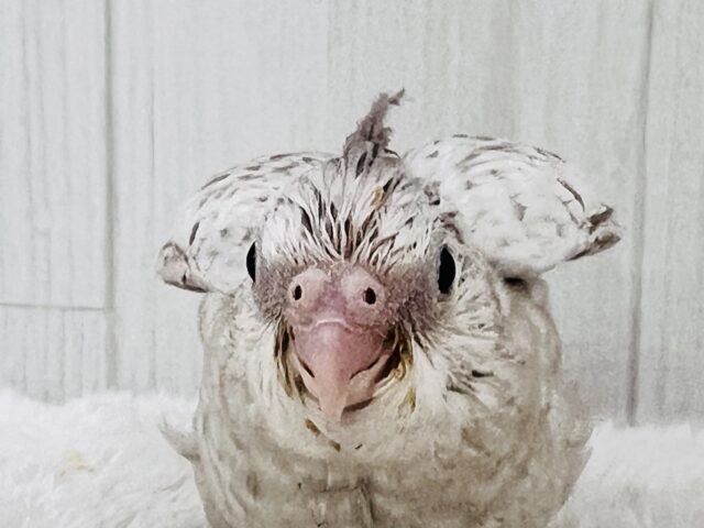 オカメインコ