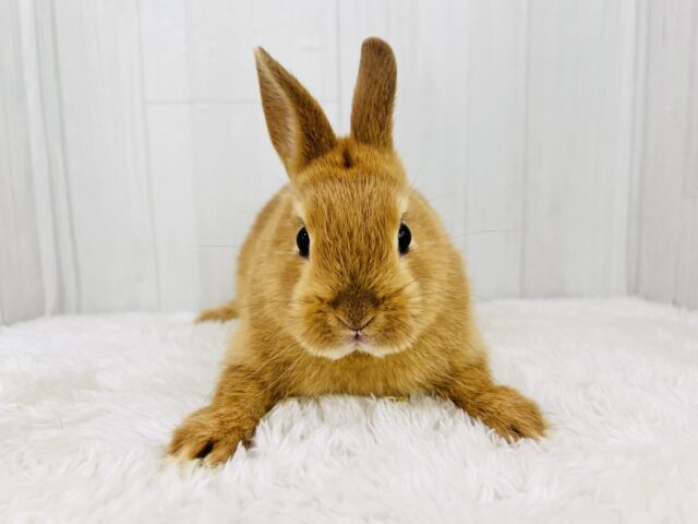 ネザーランドドワーフ