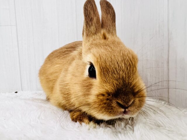 ネザーランドドワーフ