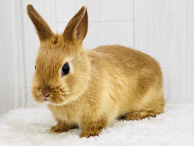 ネザーランドドワーフ