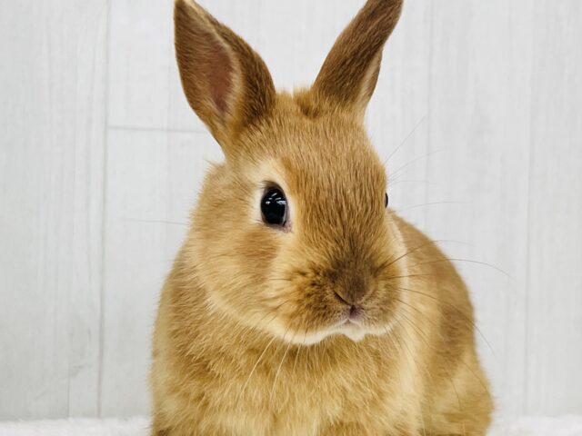 ネザーランドドワーフ