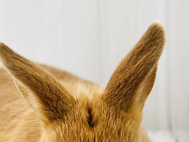 ネザーランドドワーフ