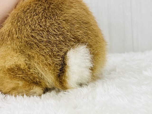 ネザーランドドワーフ