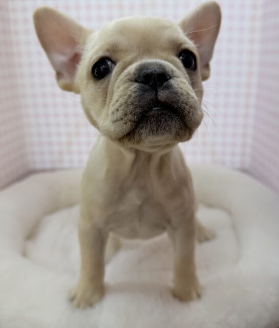 フレンチブルドッグ