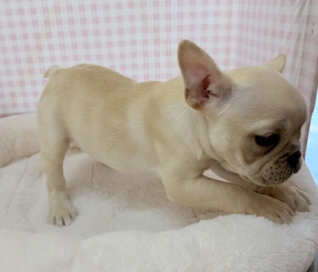 フレンチブルドッグ