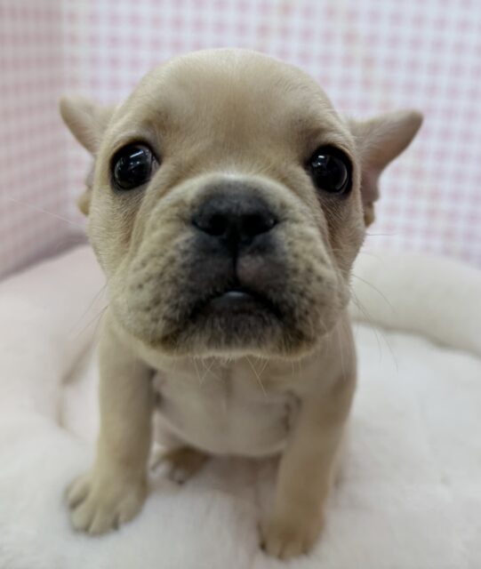 フレンチブルドッグ