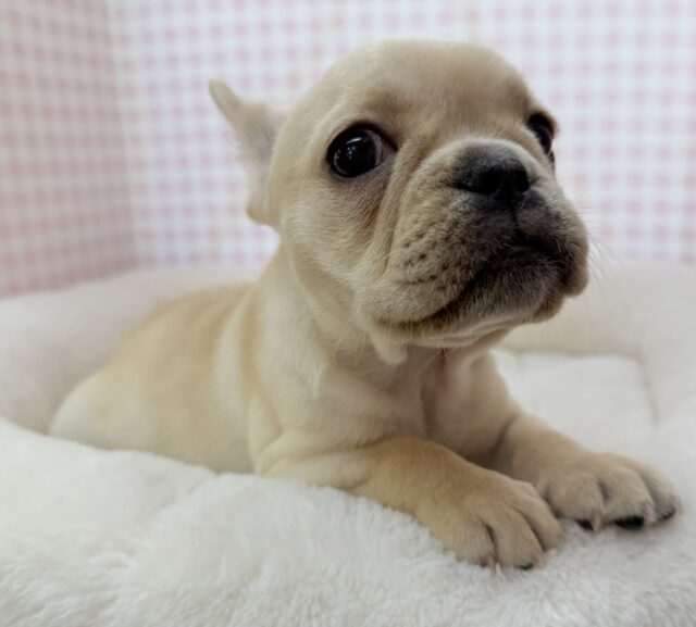 フレンチブルドッグ