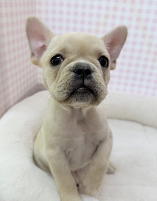 フレンチブルドッグ