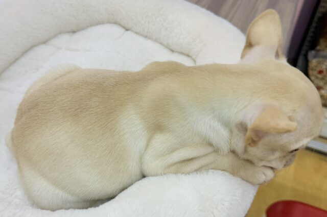 フレンチブルドッグ